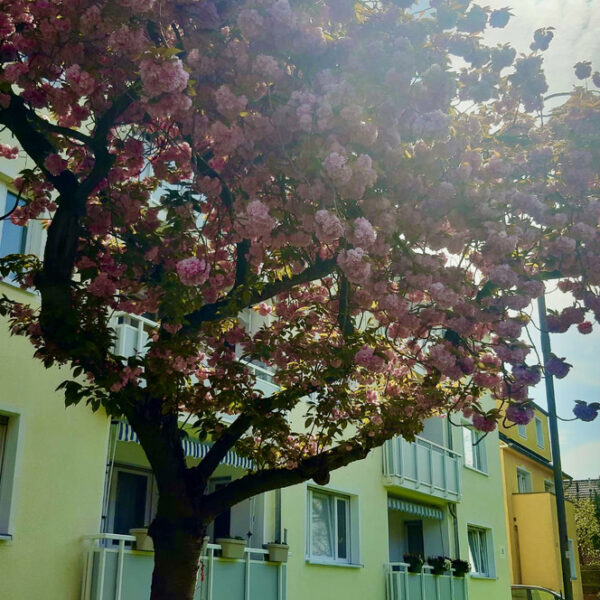 Frühling in Monheim